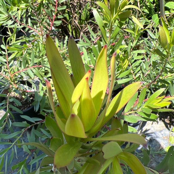 Leucadendron Rising Sun- live plant 1ft tall ship in 6” pot