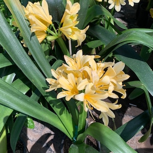 Clivia Yellow 1 Live Plant  Ship in 6" Pot