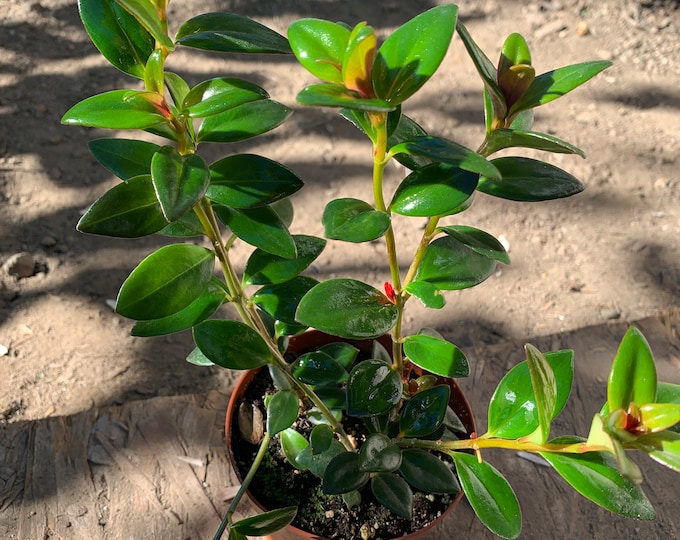 GoldFish Plant - Nematanthus, 1 live plant, 3" Pot