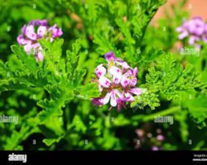 Citronella Geranium - "Mosquito Plant" - 1 Feet Tall-   Ship in 6" Pot