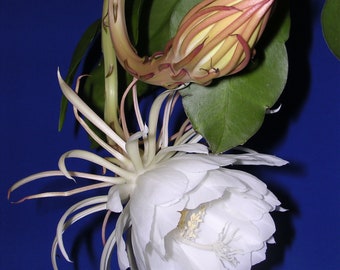 Queen of the Night (Epiphyllum) 6”pot