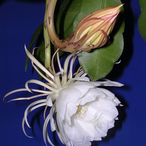 Queen of the Night epiphyllum 6pot Etsy