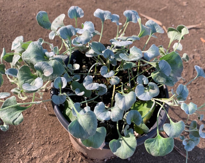 Dichondra ‘Silver Falls’ live plant ship in 6”pot