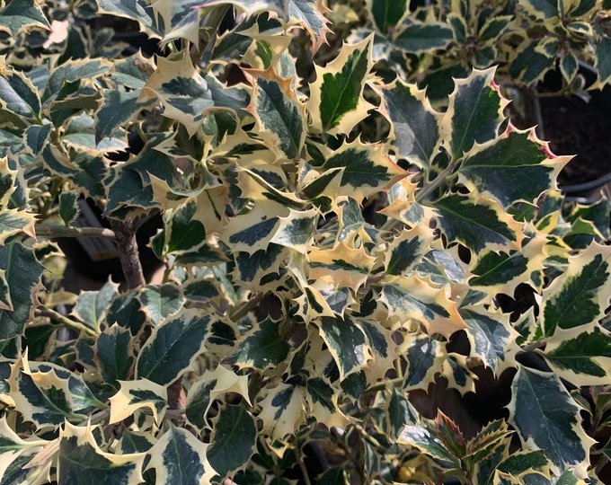 Ilex Aquifolium English Holly ‘Aureo-Marginata’ - 2 to 3 Feet Tall