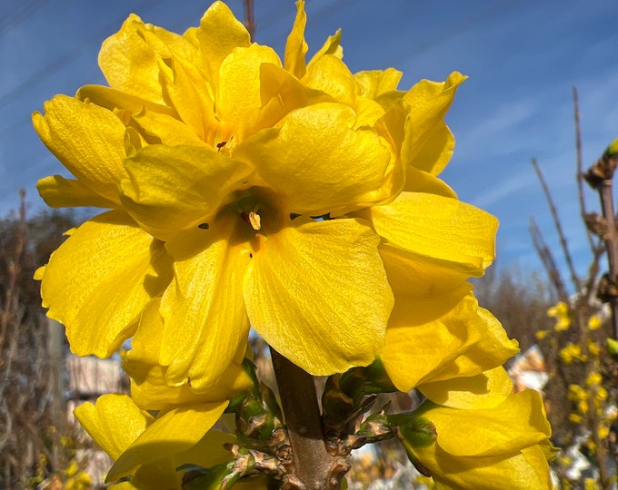 Show Off Forsythia-  2 feet tall - ship in 3gal pot
