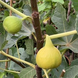 Fig  yellow long neck- 1 plants - 1  feet fall -  ship in 6&quot; pot