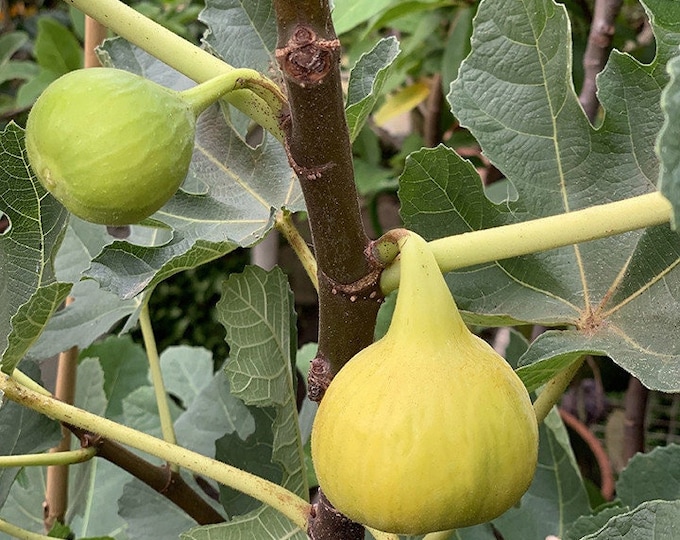 Fig  yellow long neck- 1 plants - 1  feet fall -  ship in 6" pot