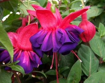 Fuchsia VooDoo 1 Live Plant Ship in 6" Pot