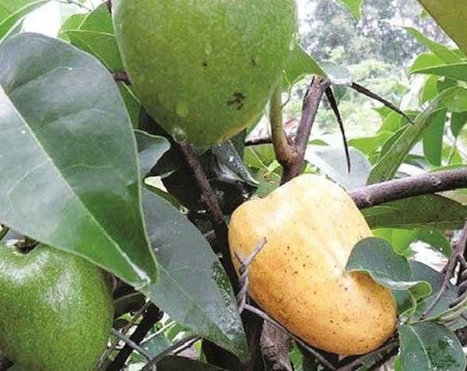 Pond apple - Annona glabra - cây bình bát - 1 To 2 Feet Tall - Ship in 6" pot