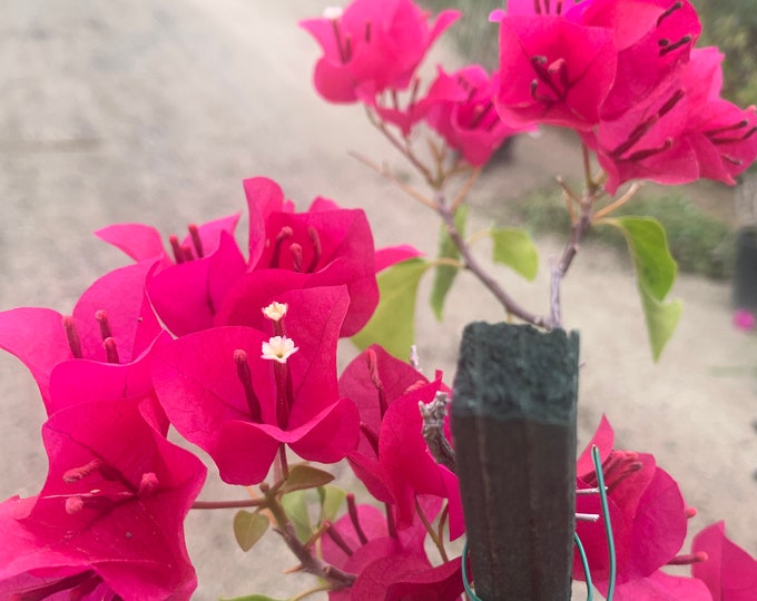 Bougainvillea Barbara Karst- live plant 1-2 ft tall