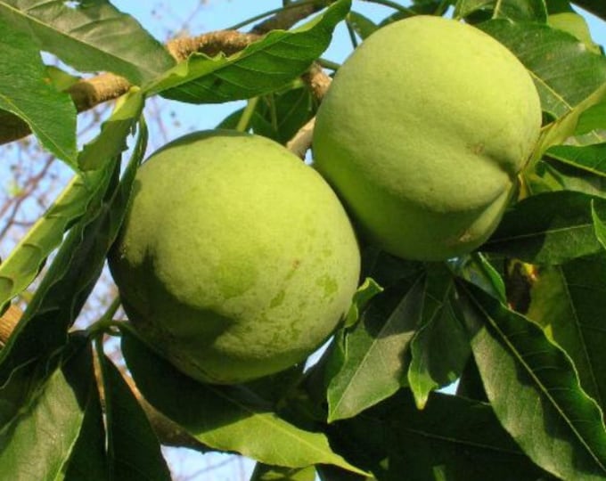 White Sapote - live plant 1- 2ft tall in 6”pot
