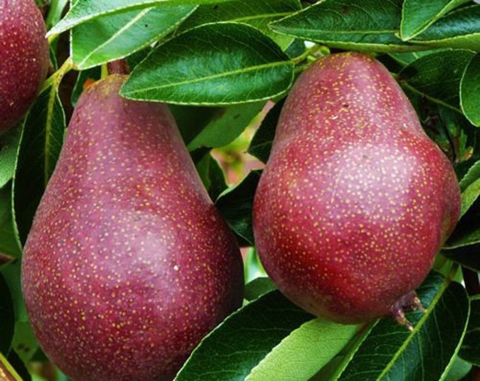 Red Bartlett Pear Tree - 4 Feet Tall - Bigger Trunk - Ship in 3Gal pot