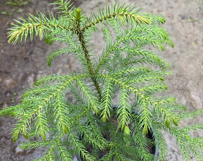 Araucaria heterophylla- 1 ft tall ship in 1 gal pot
