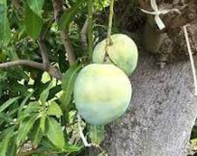 M4 Mango Tree - grafted tree   - 1 feet tall -grafted - ship in 6" Pot
