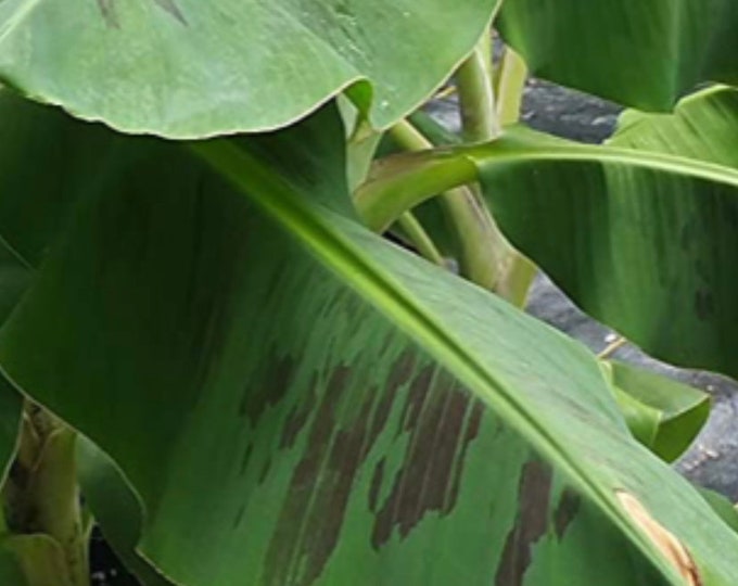 Double Mahoi Banana “Musa Double Mahoi” Live plant in 6” pot