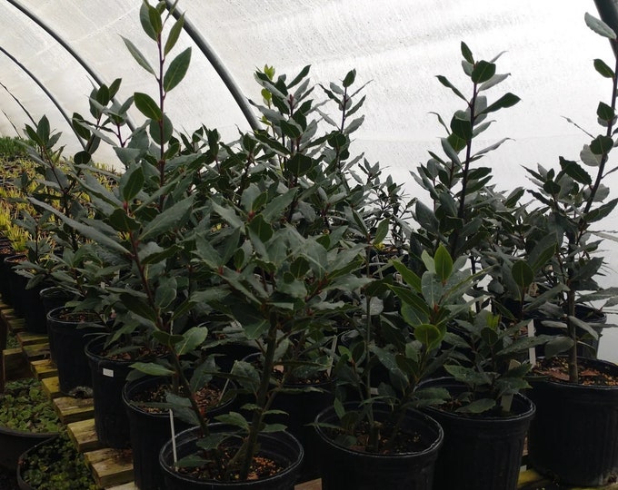 Bay Leaf -  1 Plant - 2 to 3 Feet Tall - Ship in 3Gal Pot