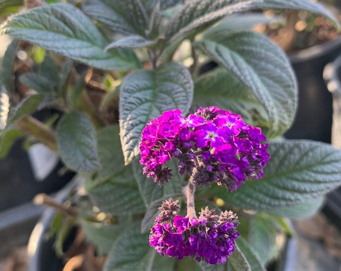 Heliotrope ’Fragrant Delight’   Ship in 6" Pot