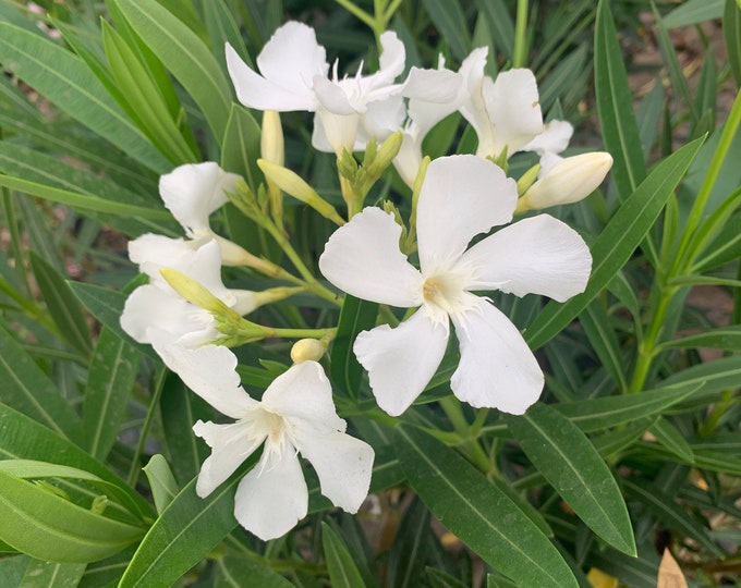 White Nerium Oleander 1 Live Plant  Ship in 6" Pot