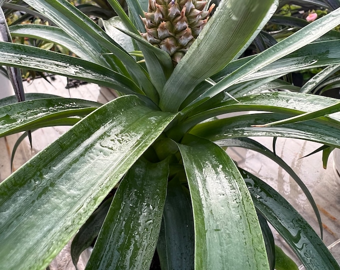 Yellow pineapple plant-live plant ship in 6" pot