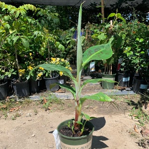 May include: A young banana plant in a green pot. The plant has large, green leaves with reddish-brown markings and a tall, slender stem. The pot has a white label with the text "MONROVIA". The background shows other potted plants and a shaded area.
