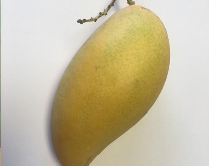 Sai Tong Mango Tree - grafted tree   - 1 feet tall -grafted - ship in 6" Pot