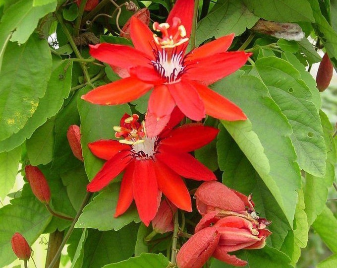 Passion Flower Crimson Vine 1 Live Plant 6” Pot