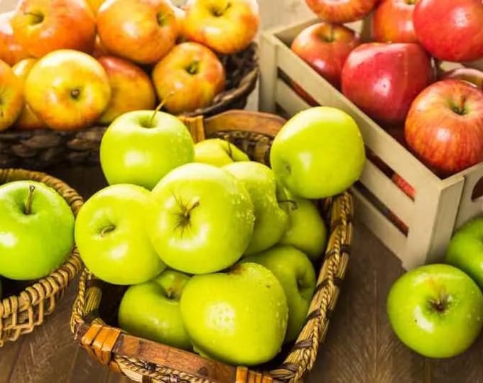 3in1 Apple - Low Chill -3 to 4  Feet Tall - Ship in 3Gal Pot