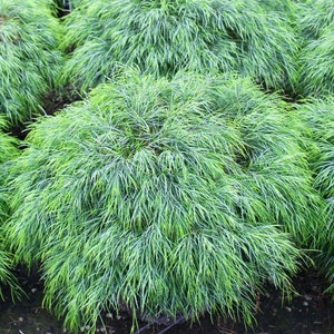 Cousin Itt - Little River Wattle Acacia - 1 entrée - 6" de haut - expédié dans un pot de 6"