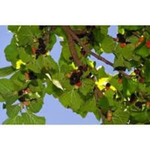 Mulberry Morus Nigra "Persian" 1 Live Plant 3ft Tall ship in pot