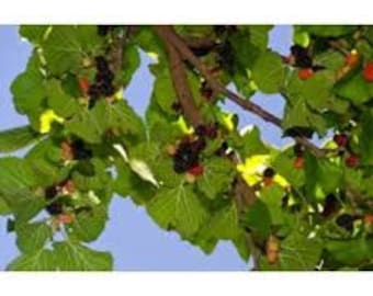 Mulberry Morus Nigra "Persian" 1 Live Plant 3ft Tall ship in pot