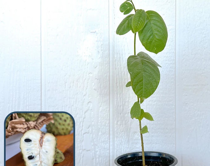 Booth Cherimoya Seedling - 1 Plant - 2 Feet Tall - Good for atemoya root stock - Ship in Plastic bag