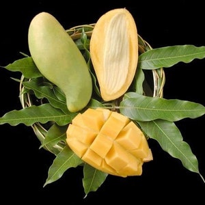 May include: Three mangoes, one whole, one sliced open, and one cut into cubes, are arranged on a woven basket with green leaves.