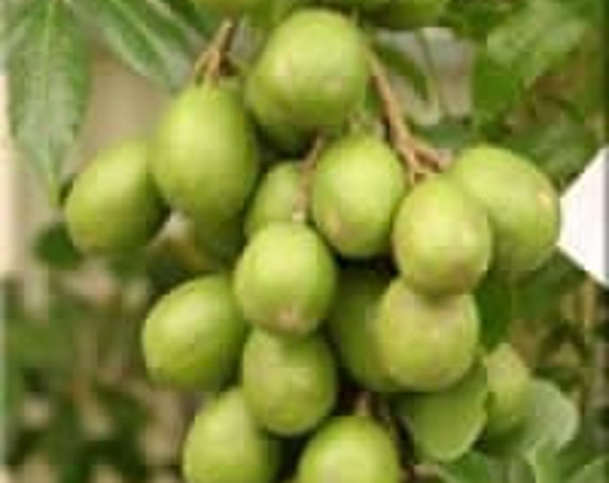 June plum- 1  to 2  feet tall   - ship in 6" pot