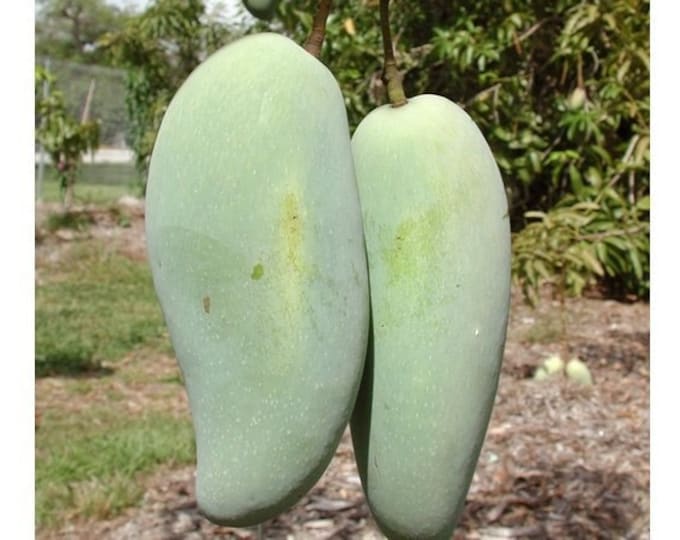 Brahm kai meu mango - thai green sweet mango grafted tree   - 3 to 4  feet tall -  ship in 3 gal pot