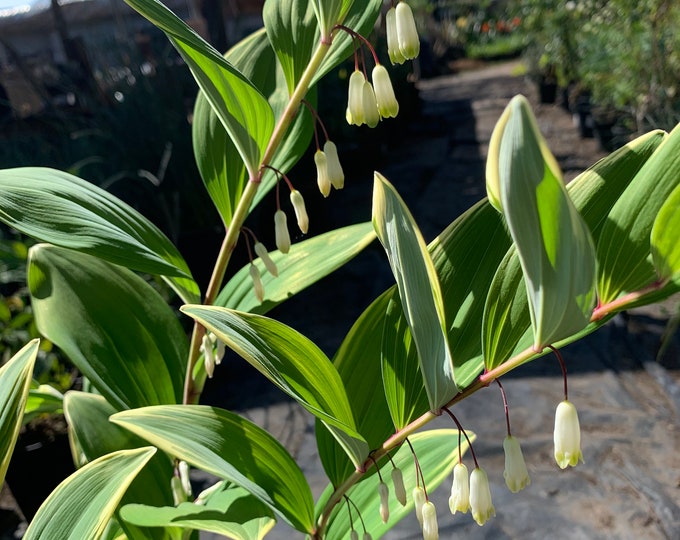 Solomon’s Seal Variegated (Polygonatum Odoratum Variegatum) 1 Live Plant  Ship in 6" Pot