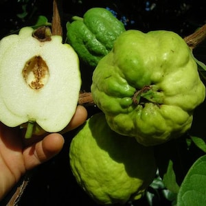 Taiwaness Seedless guava - White Flesh - 2 Feet Tall - Ship in 3Gal Pot
