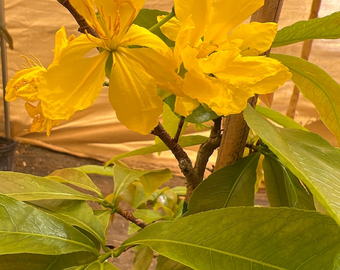 Mai Vàng Việt Nam  Bonsai #7