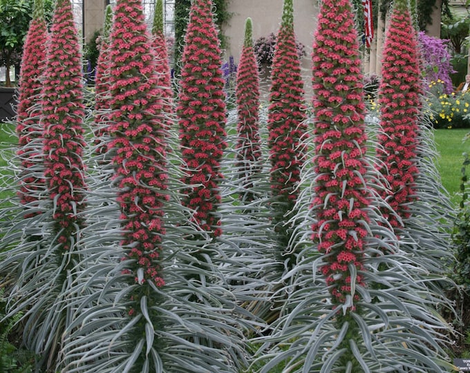 Echium Wildpretii ‘Tower of Jewels’ -1 Feet Tall- ship in 6" pot
