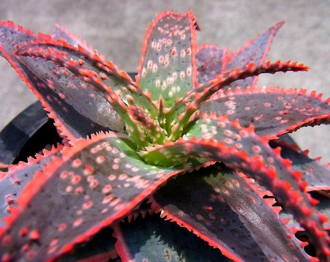Aloe 'Christmas Carol' 1 Live Plant 6” Pot