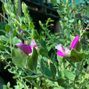 Polygala Dalmaisiana - Sweet pea shrub- live plant 1 to 2ft in 6” pot