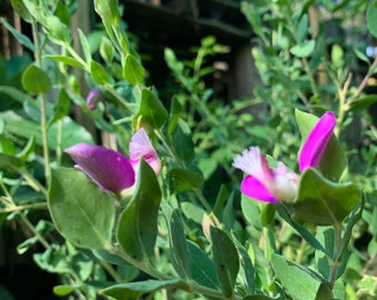 Polygala Dalmaisiana - Sweet pea shrub- live plant 1 to 2ft in 6” pot