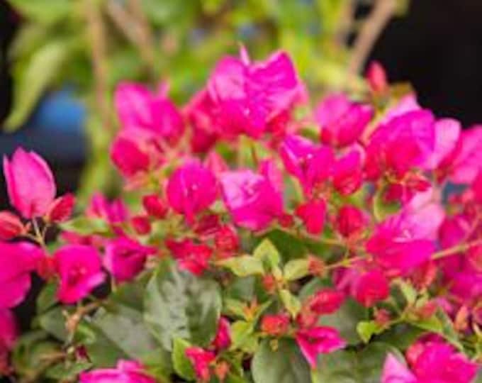 La Jolla bougainvillea-2 ft tall ship in 3gal pot