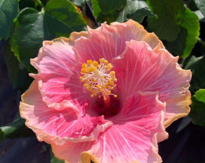 Hibiscus ‘C’est Bon Cajun’ 1 Live Plant 6” Pot