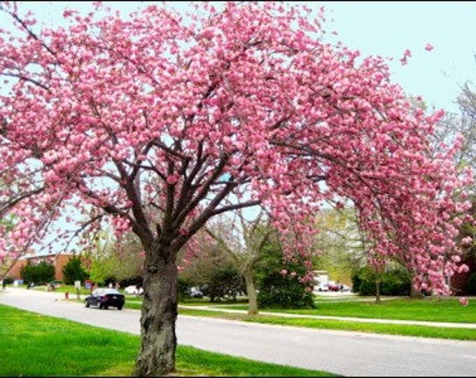 Prunus serrulata 'Kwanzan'- 3 to 4 Feet Tall - Grafted Tree - Ship in 3Gal pot