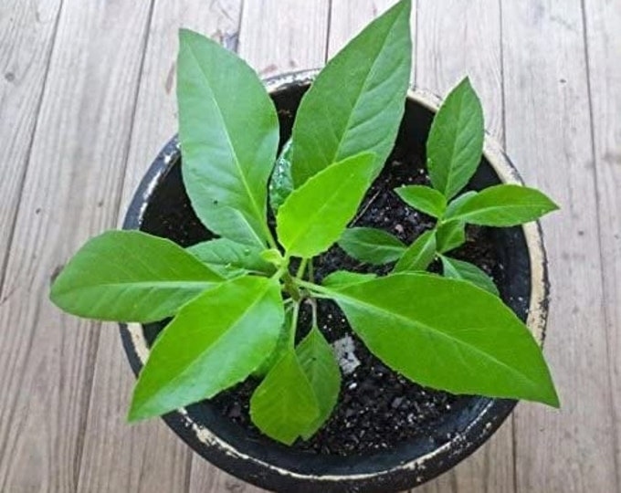 Gynura procumbens, longevity spinach - 1 plants - ship in 3" pot