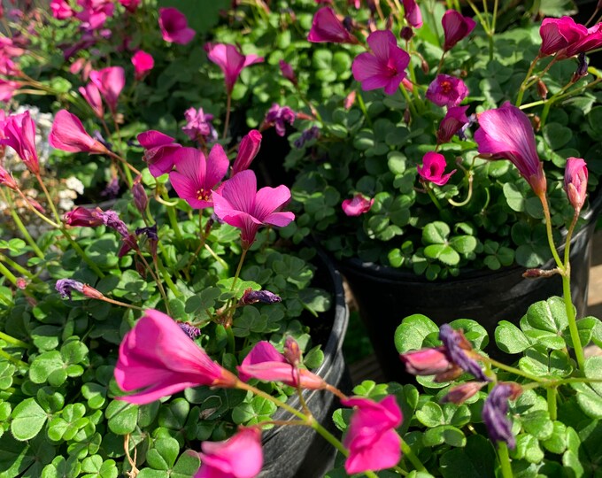 Oxalis Brasiliensis 1 Live Plant  Ship in 6" Pot