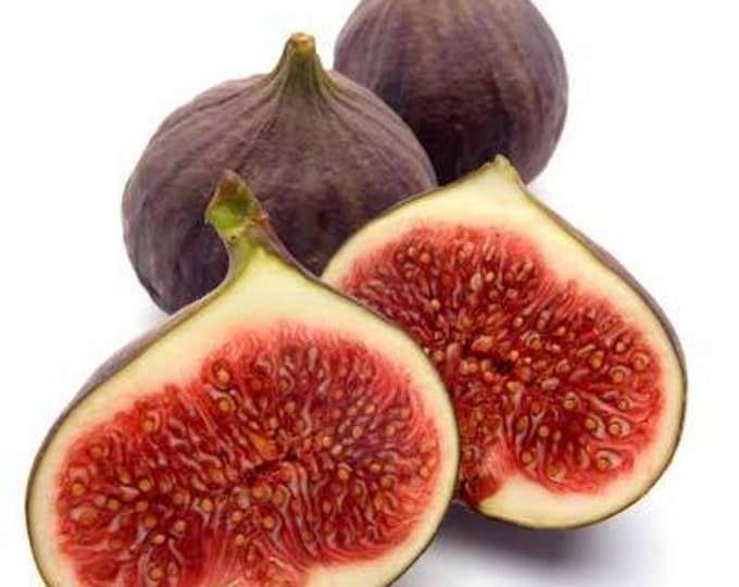 Fig 'Texas Everbearing' - live plant 2ft tall ship in 6” pot
