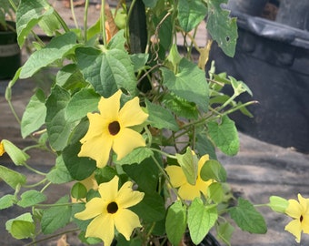 Yellow Thunbergia Alata Vine Live Plant  Ship in 6" Pot
