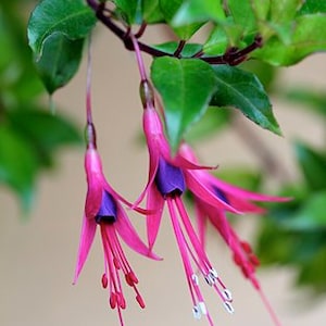 Barco Fuchsia Glazioviana en maceta de 6"