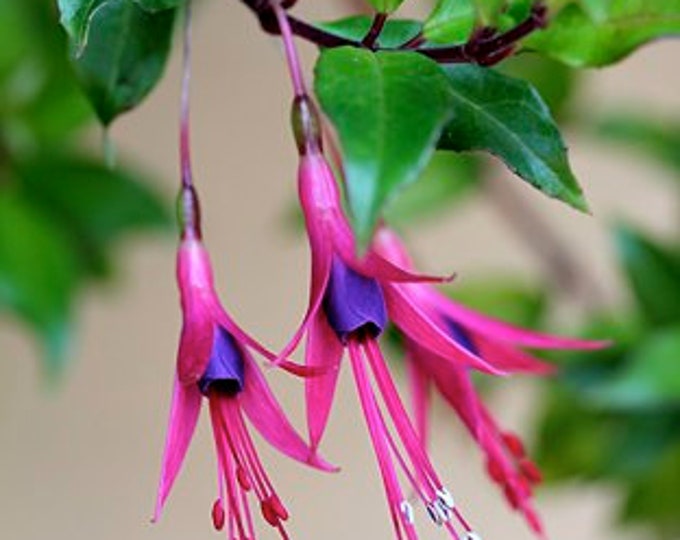 Fuchsia Glazioviana  Ship in 6" Pot